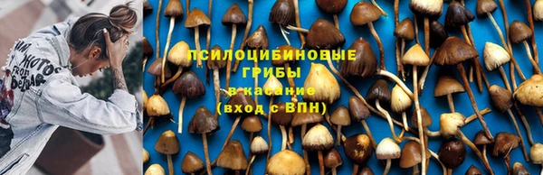 гашик Майский